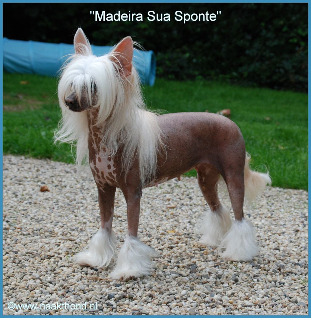 Madeira Sua Sponte