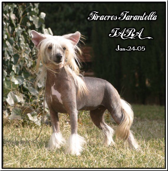 Firacres Tarantella