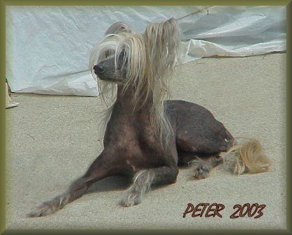 Itzcuintli Itzkuteintit