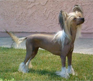 Crestars Gotcha Pix Zee Dust H 