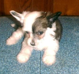 Mengshi's Order Of the Phoenix