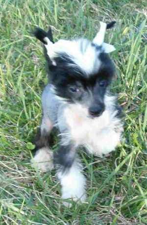 Rainbo's Found Nemo at 6 gems