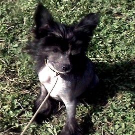 Kamaji Bring It On HL