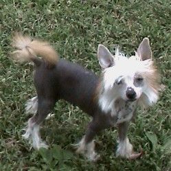 Poricia's Princess Lavendar Mist At Kamaji HL