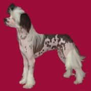 Kalan's Mystical Illusion