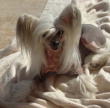 Crest-Vue's Rais'n A Rukkus