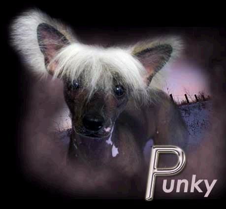  Punky Hl