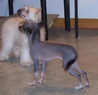 Heartesha's Dreamcatcher of Crestyle