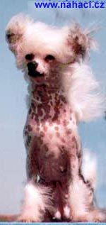 Moonswift Eastern Maid