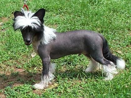 Wickhaven Little Tut