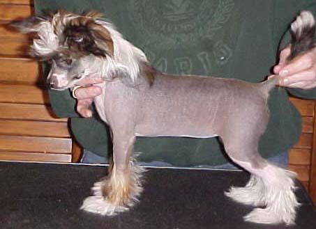 RockyBays Daughter of Darkness