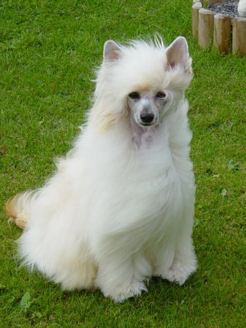 My Longtime Companion Ursus