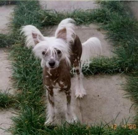 Frozen Hot Alexa Lachesis