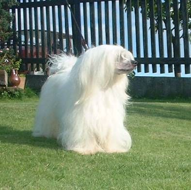 Billy z Jasne Hvezdy