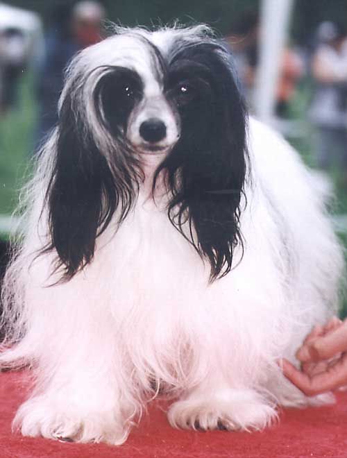 Chimaira Charme Alexa Lachesis