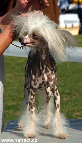 Jessamine Alexa Lachesis