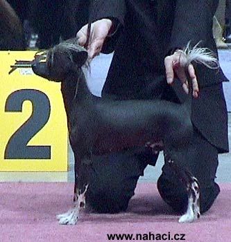 Styling Magic Star du Clos de la Bucherie