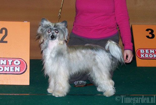 Special Edition I Am A Candy Girl