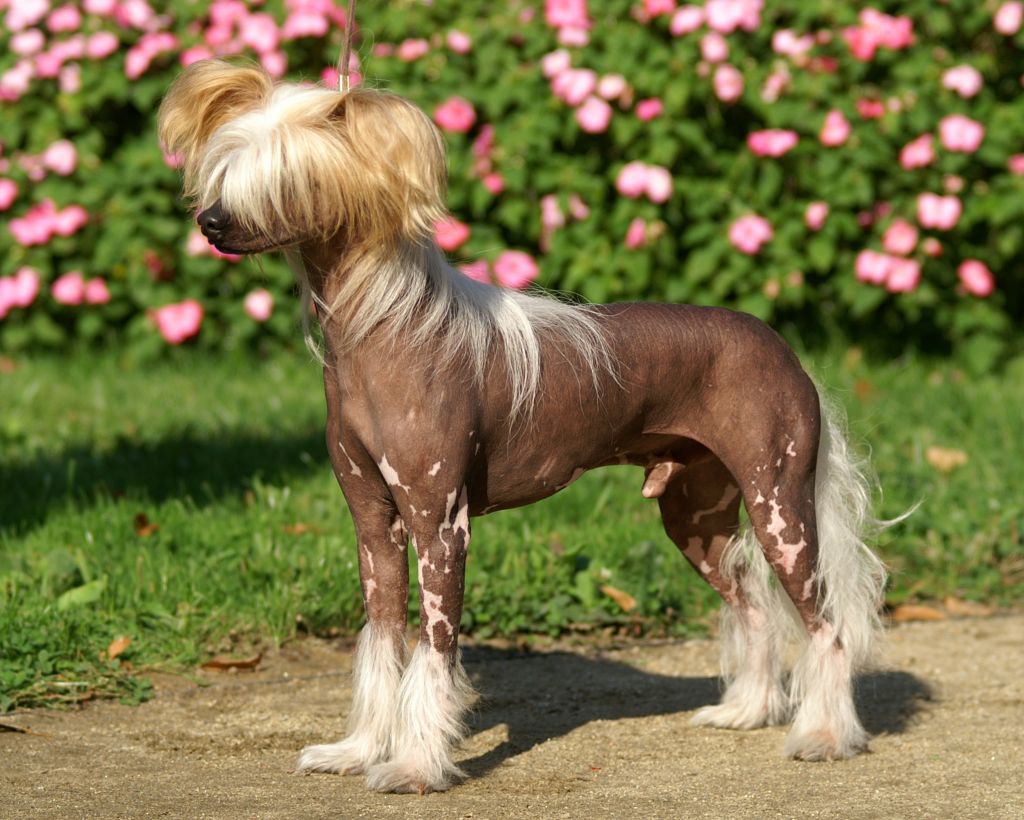 Cypisek z Gangu Lysych