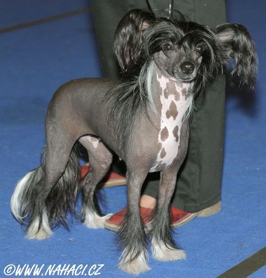 Newbourne Crystaleye