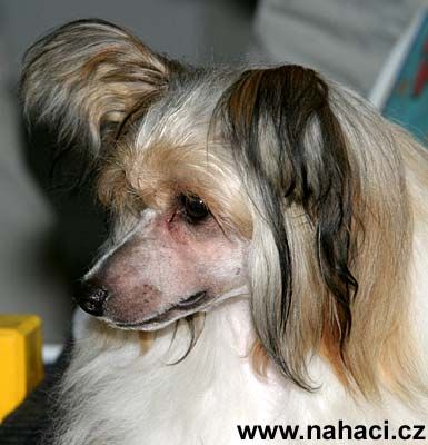 Cassidy Certova Stena