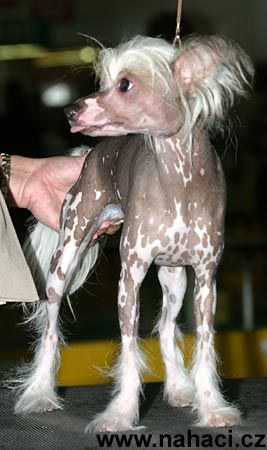 Unikat Alexa Lachesis