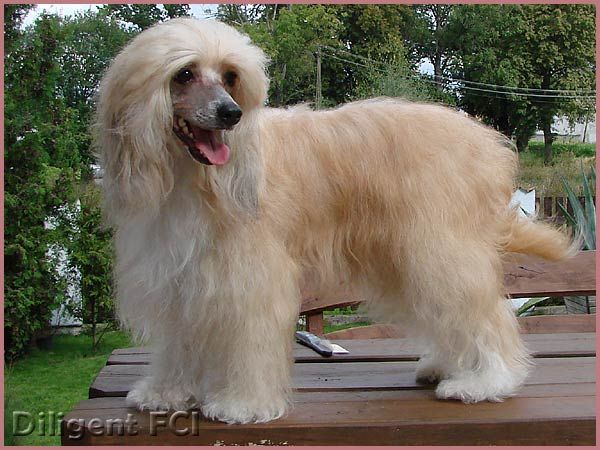 Czekoladka z Gangu Lysych