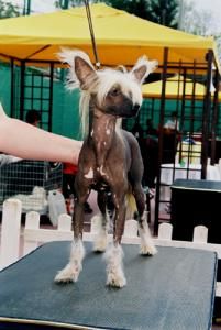 Dabrowka z Gangu Lysych