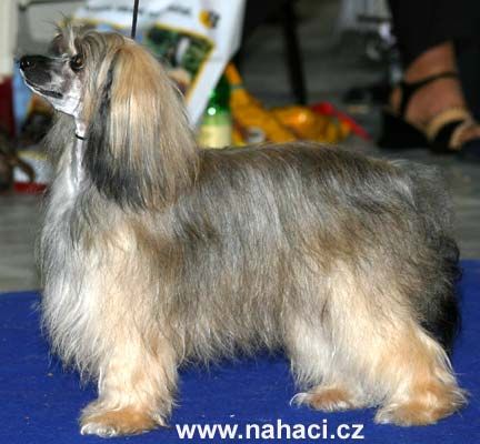 Cindy z Kamilova Dvora 