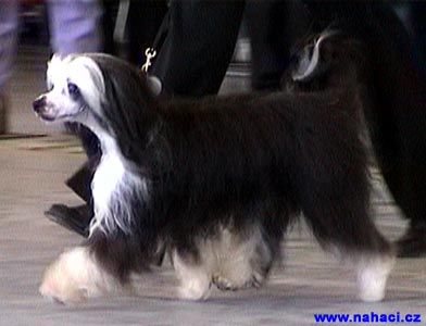 Vellar Pljus Impressario 