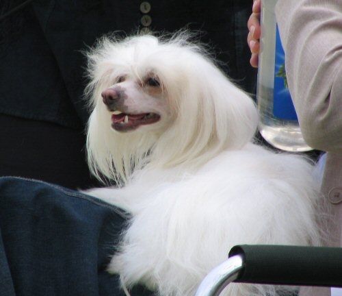 Kiikunkaakun Foxtrot Friidu