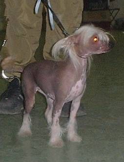 Camilly Z Jasne Hvezdy