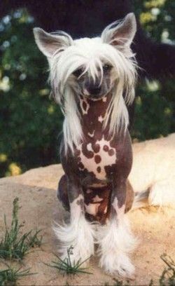 Trollmyren's Annorlunda