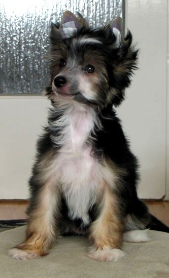 Heidi Hawela Dzieci Simby