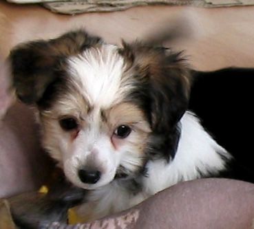 Halle Lion Dzieci Simby