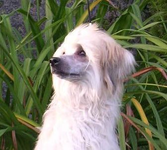 Advocaat Black Dragon