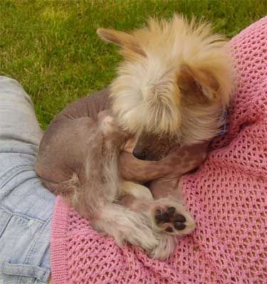 Asmodeusz Black Dragon