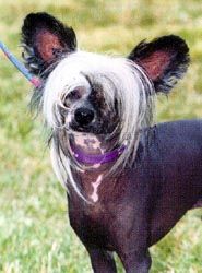 Pulitzer du Pays Gabaye