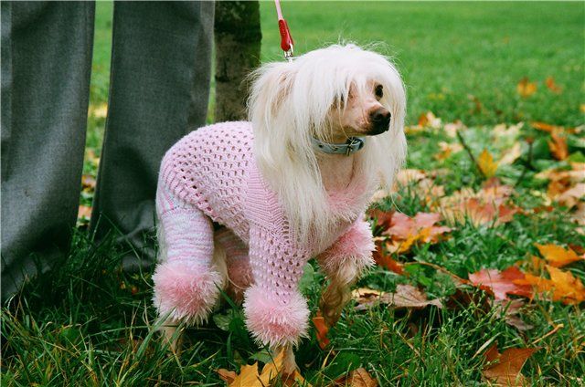 Red Cheyenne Fantasy Island 