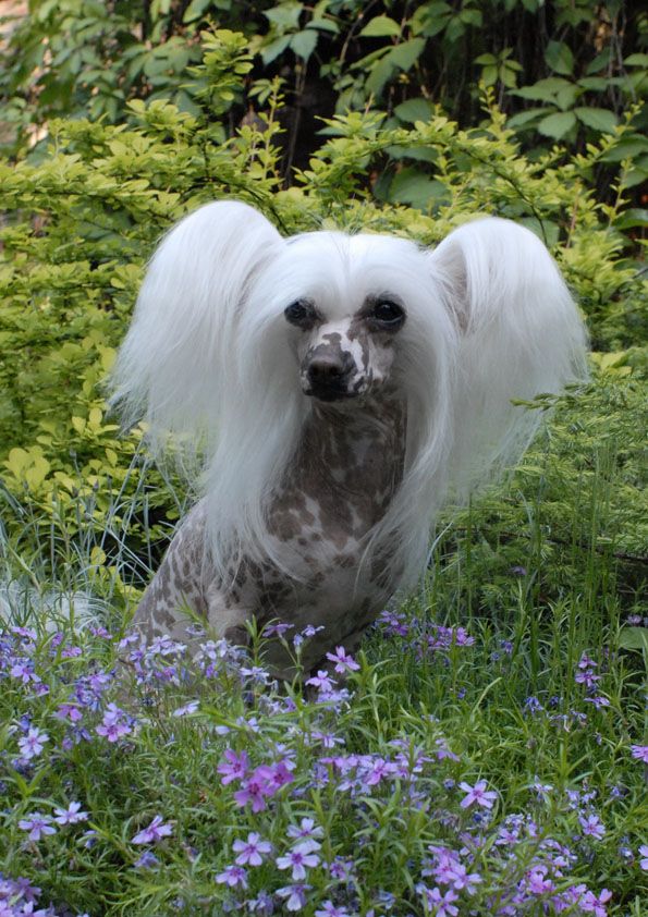 Rus Crimson Empaer Dolce Vita