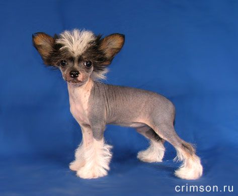 Rus Crimson Empaer Daniella