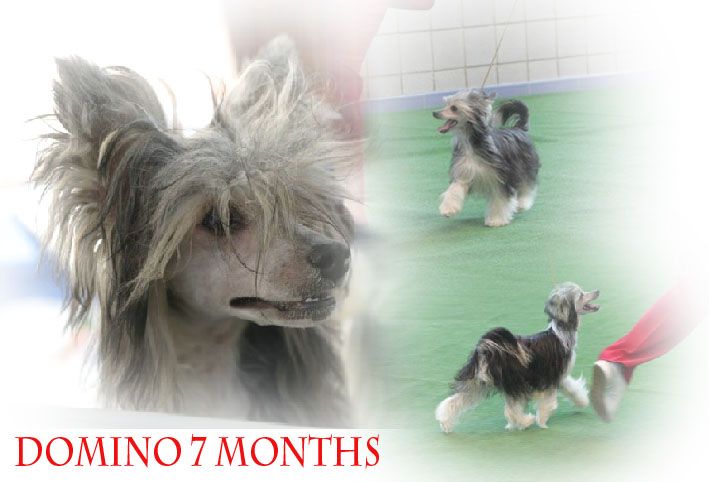 Solino's Domino Affaire