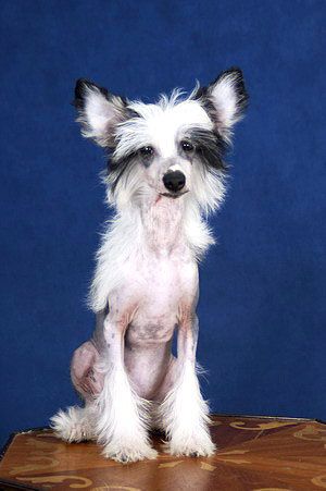 Fantastik Kashmir Frensis Fjudzi