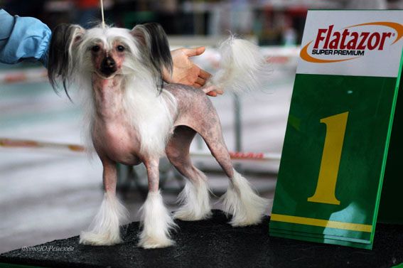 Fantastik Kashmir Maggy Space