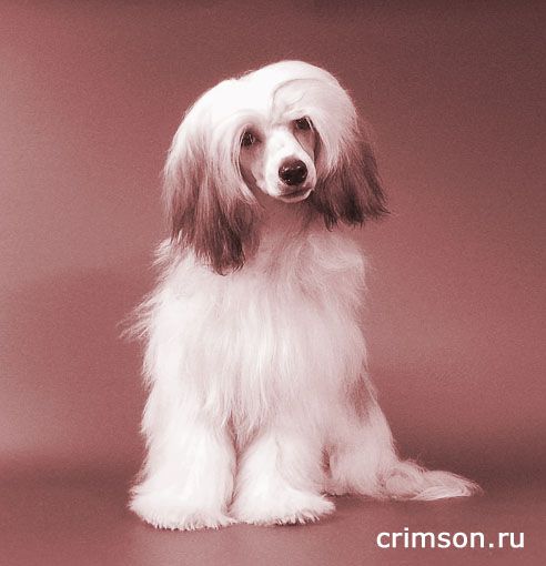 Rus Crimson Empaer Diamond