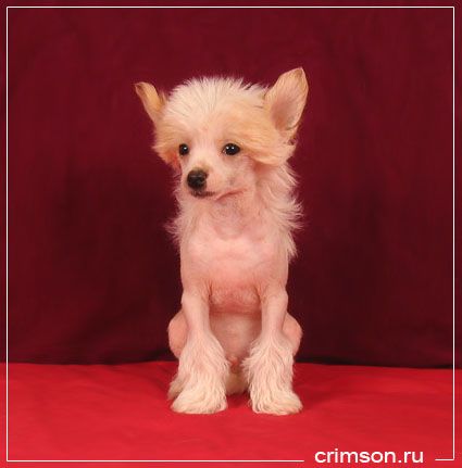 Rus Crimson Empaer Bingo