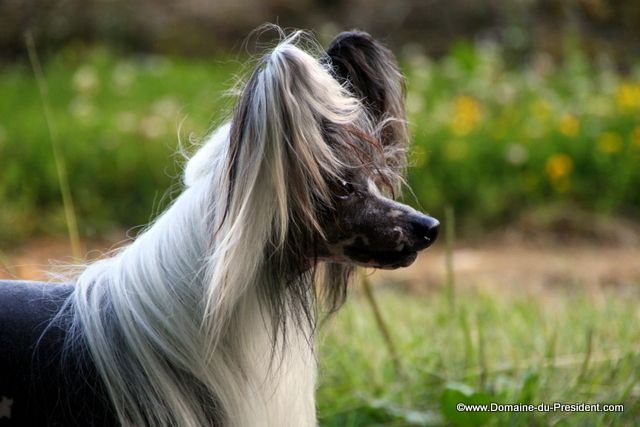 Mister President of Roxy's Pride