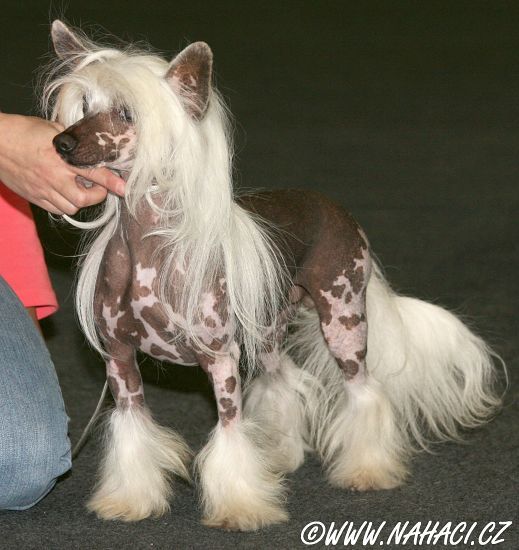 Ice Angel z Haliparku 