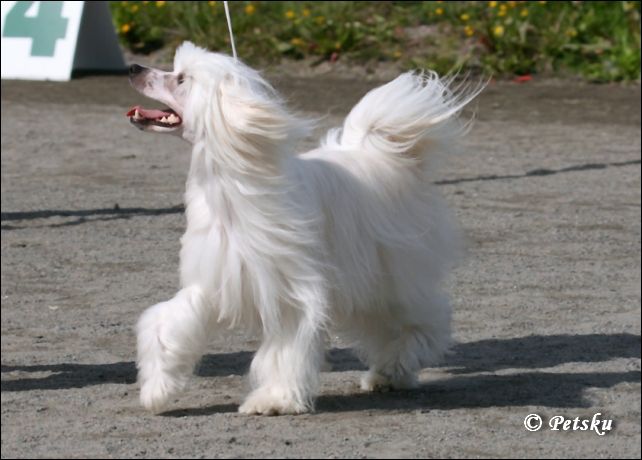 Magic'N Mystic Bandit Of Hearts