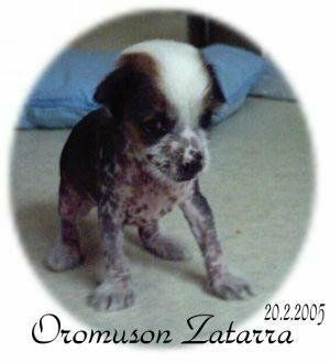 Oromuson Zatarra 